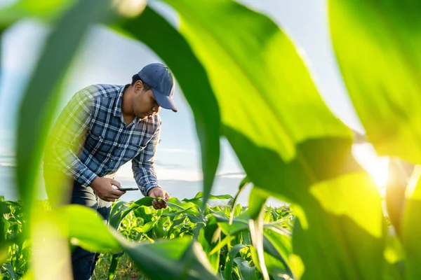 Agronomist Mobile Phone Growing Green Corn Fields Worker Works Farm — Stock Photo, Image