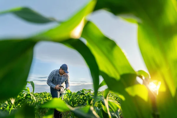 Agriculture Farmer Mobile Phone Growing Green Corn Fields — Stock Photo, Image