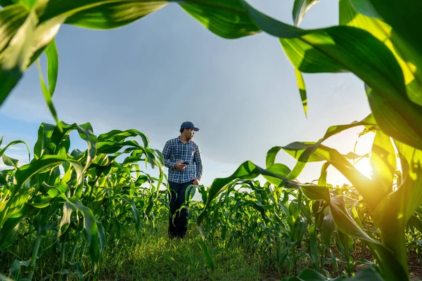 Agriculturist Agronomist Farm Worker Working Growing Green Corn Fields — Stock Photo, Image