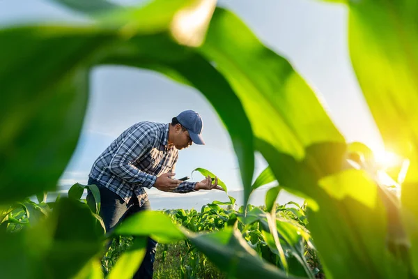Agriculture Work Cropping Data Analysis Mobile Flare Light Morning Growing — Stock Photo, Image