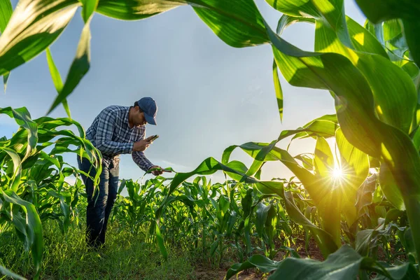 Asian Farmer Corn Field Works Mobile Phone Growing Green Corn — Stock Photo, Image