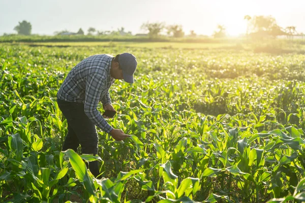 Asian Farmer Examining Corn Plant Field Agricultural Activity Cultivated Land — Stock Photo, Image