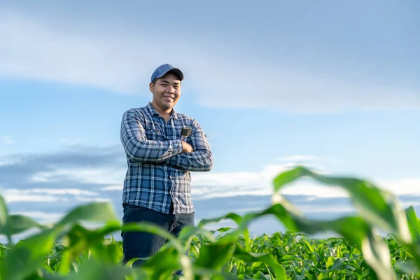 Asian Young Farmer Stands Confidently Growing Green Corn Fields — Stock Photo, Image