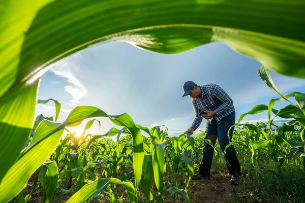 Agriculturist Utilize Core Data Network Internet Mobile Validate Growing Corn — Stock Photo, Image
