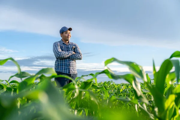Agriculturist Stands Confidently Growing Green Corn Fields — Stock Photo, Image