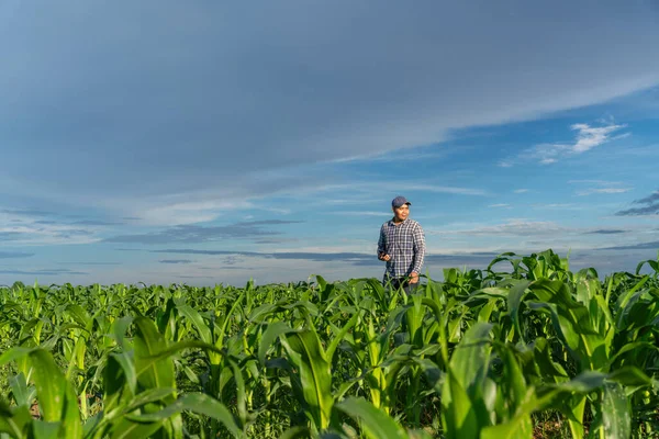 Asian Young Farmer Young Green Corn Growing Field Sun Rises — Stock Photo, Image