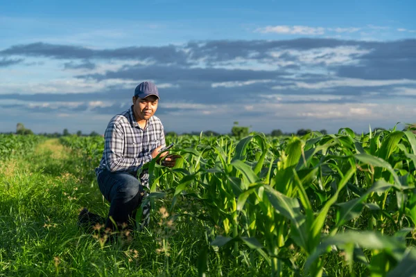 Asian Young Farmer Corn Field Works Mobile Phone Growing Green — Stock Photo, Image