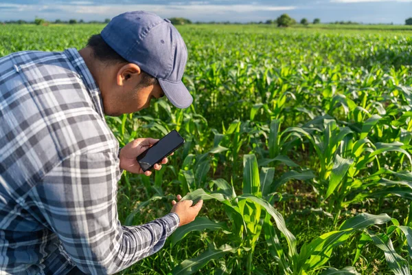 Close Agriculturist Utilize Core Data Network Internet Mobile Validate Growing — Stock Photo, Image