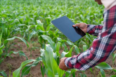 Mısır Tarlası Tarlası Tarım Bahçesi, Tarım Tarımı Kalitesini Tablet Tarımı Modern Teknoloji Konseptiyle Kontrol Eden Çiftçinin Elleri. Doğal tarım kavramı, tarım.