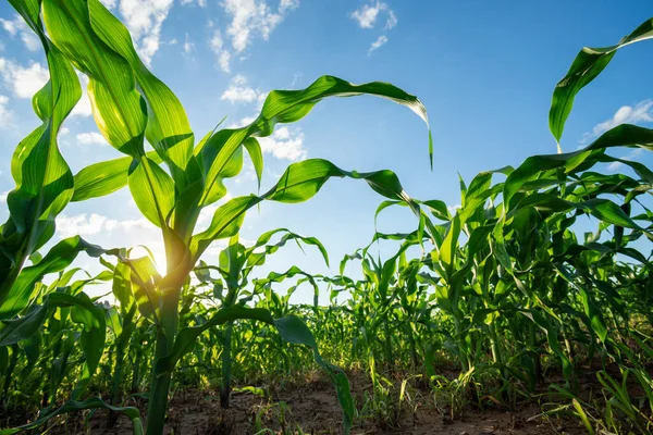 Agricultural Garden Corn Field Young Green Corn Growing Field Beautiful — Stock Photo, Image