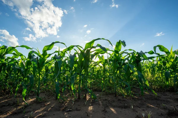 Agricultural Garden Corn Field Growing Field Blue Sky — Stock Photo, Image