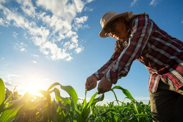 Asain Farmer Touches Green Leaves Young Green Corn Growing Field — Stock Photo, Image