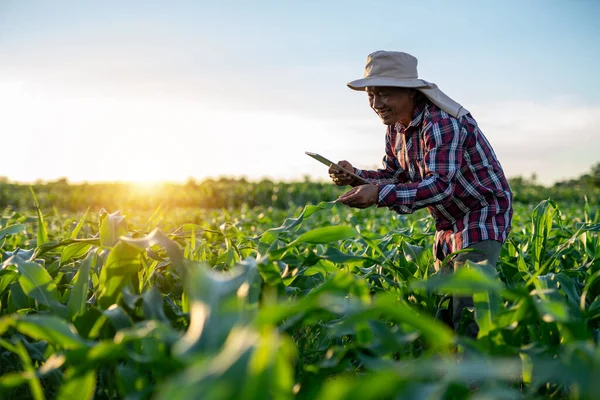 Happy Asian Farmer Using Tablet Check Quality Leaves Green Corn — Stock Photo, Image