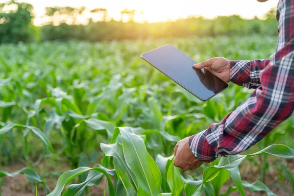 Close Hand Farmer Checking Quality Tablet Agriculture Modern Technology Concept — Stock Photo, Image