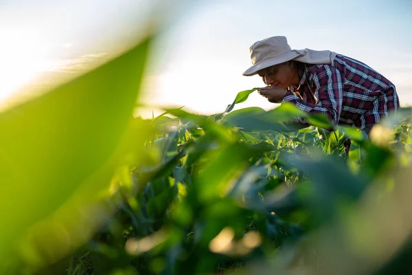 Asian Farmer Smelling Corn Leaves Corn Field Agricultural Activity Cultivated — Stock Photo, Image