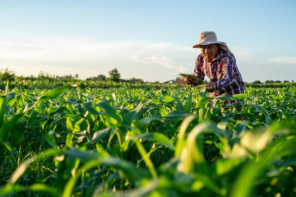 Asian Farmer Using Tablet Check Quality Leaves Green Corn Field — Stock Photo, Image