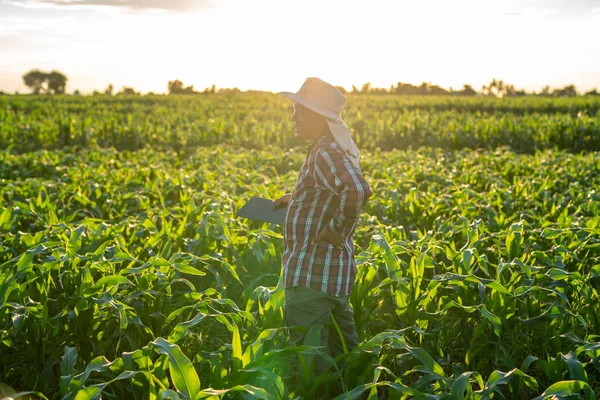 Farmer Standing Happy Corn Field Examining Crop Sunset Agriculture — Stock Photo, Image