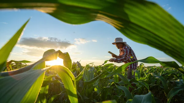 Agriculture Corn Senior Farmer Working Agricultural Garden Corn Field Sunset — Stock Photo, Image