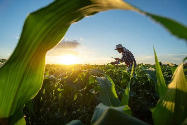 Asian Senior Farmer Working Agricultural Garden Corn Field Sunset Agriculture — Stock Photo, Image