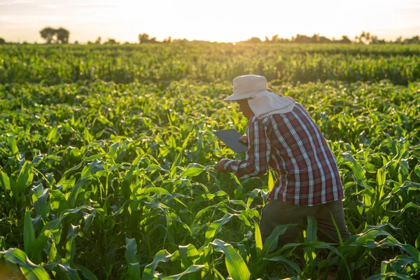 Farmer Standing Corn Field Examining Crop Sunset Agriculture — Stock Photo, Image