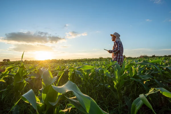 Asian Farmer Stand Holding Tablet His Cornfield Sunset Watching His — Stock Photo, Image