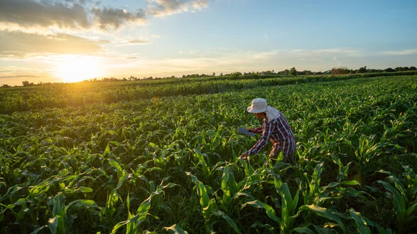 Farmer Using Tablet Check Quality Growth Green Corn Plants Corn — Stock Photo, Image