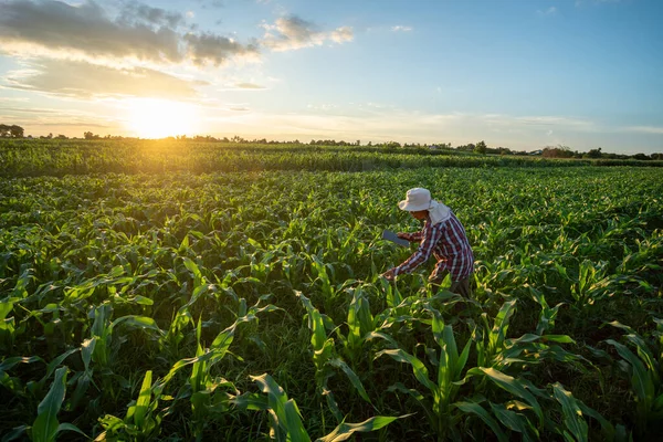 Farmer Checking Quality Tablet Agriculture Modern Technology Growing Corn Plant — Stock Photo, Image