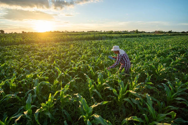 Farmer Using Tablet Check Quality Leaves Green Corn Field Agricultural — Stock Photo, Image