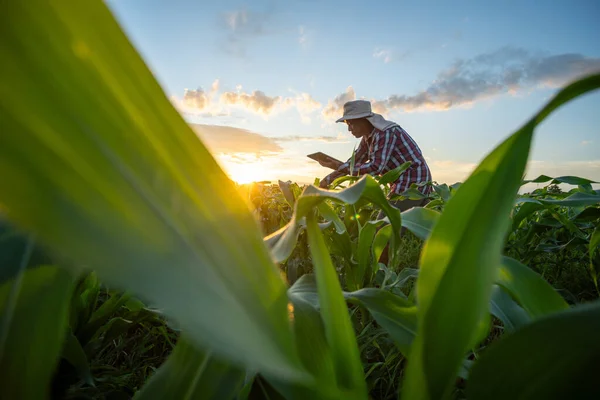 Farmer Using Tablet Check Quality Growth Green Corn Plants Corn — Stock Photo, Image