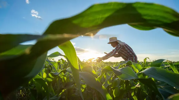 Mezőgazdaság Kukoricatermesztés Mezőgazdasági Kertjében Dolgozó Ázsiai Vezető Mezőgazdasági Termelő Stock Kép