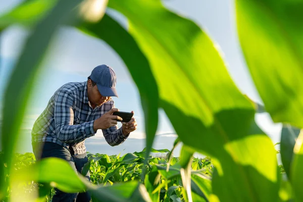 Agricoltore Che Utilizza Telefono Cellulare Testare Selezionare Nuovo Metodo Crescita Foto Stock