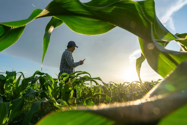 Agricultura Agricultor Utiliza Red Datos Central Internet Desde Móvil Para Fotos De Stock Sin Royalties Gratis