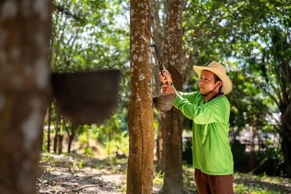 Trabajadores Asiáticos Plantaciones Caucho Golpean Árboles Caucho Expertamente Tailandia Fotos De Stock Sin Royalties Gratis