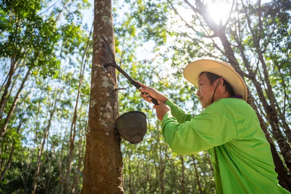Rubber Farmer Tapping Rubber Sap Many Rubber Trees Thailand Stock Photo
