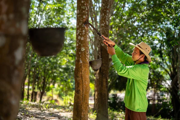 Asian Rubber Plantation Workers Tap Rubber Several Rubber Trees Thailand Stock Image