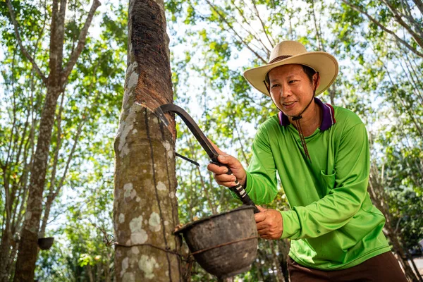 Asian Happy Rubber Farmer Tapping Rubber Sap Many Rubber Trees Stock Image