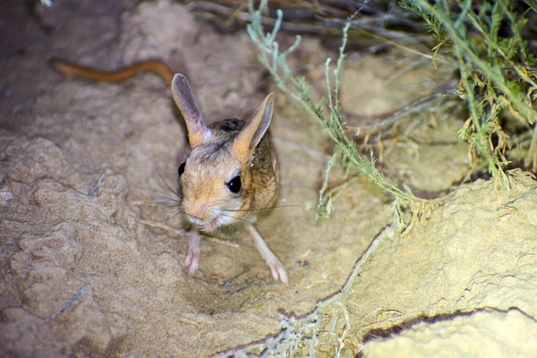 Jerboa / Jaculus.Jerboa bozkırlarda yaşayan bir hayvandır ve gececi bir yaşam sürerler. Jerboas, Dipodidae familyasının büyük bir kısmını oluşturur. Jerboalar, Arabistan, Kuzey Afrika ve Asya 'da bulunan çöl kemirgenleri..