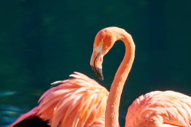 Karayip flamingosu (Phoenicopterus ruber), flamingidae familyasından bir kuş türü. Karayip flamingosunun yapay yaşam alanı.