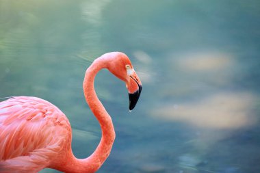 Karayip flamingosu (Phoenicopterus ruber), flamingidae familyasından bir kuş türü. Karayip flamingosunun yapay yaşam alanı.