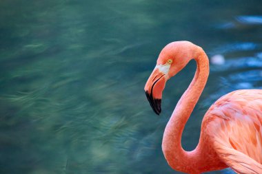 Karayip flamingosu (Phoenicopterus ruber), flamingidae familyasından bir kuş türü. Karayip flamingosunun yapay yaşam alanı.