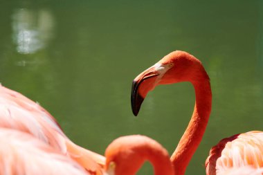 Karayip flamingosu (Phoenicopterus ruber), flamingidae familyasından bir kuş türü. Karayip flamingosunun yapay yaşam alanı.