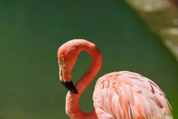 Karibské Flamingo Phoenicopterus Ruber Druh Ptáků Čeledi Flamingidae Karibské Flamingo Royalty Free Stock Fotografie