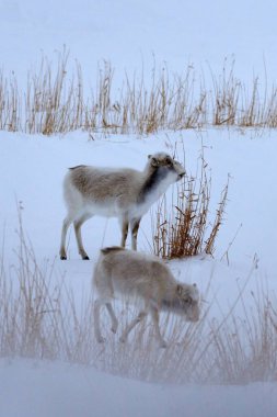 Saiga antilopları bozkırda otlar. Saiga antilobu ya da Saiga tatarica. Saiga antilobu (Saiga tatarica), Orta Asya 'nın Kazakistan, Moğolistan ve Rusya Federasyonu' nda bulunan büyük bir otoburdur..