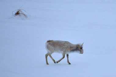 Saiga antilopları bozkırda otlar. Saiga antilobu ya da Saiga tatarica. Saiga antilobu (Saiga tatarica), Orta Asya 'nın Kazakistan, Moğolistan ve Rusya Federasyonu' nda bulunan büyük bir otoburdur..