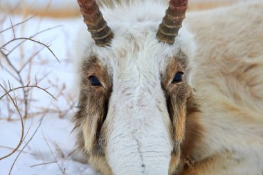 Saiga antilop erkeği. Saiga antilopları. Saiga antiloplarının başı. Saiga antilobu (Saiga tatarica), Orta Asya 'nın Kazakistan, Moğolistan ve Rusya Federasyonu' nda bulunan büyük bir otoburdur..