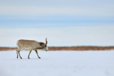 Saiga antilopları bozkırda otluyor. Saiga antilobu ya da Saiga tatarica. Saiga antilobu (Saiga tatarica), Orta Asya 'nın Kazakistan, Moğolistan ve Rusya Federasyonu' nda bulunan büyük bir otoburdur..