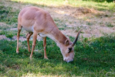 Saiga antilobu. Saiga antilobu yapay yaşam alanında. Saiga antilobu (Saiga tatarica), Orta Asya 'nın Kazakistan, Moğolistan, Rusya Federasyonu' nda bulunan büyük bir otoburudur..