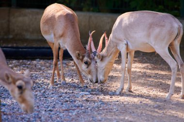 Saiga antilobu. Saiga antilobu yapay yaşam alanında. Saiga antilobu (Saiga tatarica), Orta Asya 'nın Kazakistan, Moğolistan, Rusya Federasyonu' nda bulunan büyük bir otoburudur..
