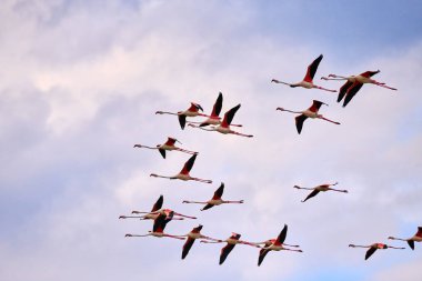 Gökyüzünde flamingolar. Gökyüzünün arka planında bulutlu uçan pembe flamingo sürüsü. Mavi gökyüzünde beyaz bulutlarla flamingo uçuşu.