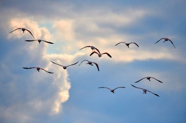 Gökyüzünde flamingolar. Gökyüzünün arka planında bulutlu uçan pembe flamingo sürüsü. Mavi gökyüzünde beyaz bulutlarla flamingo uçuşu.